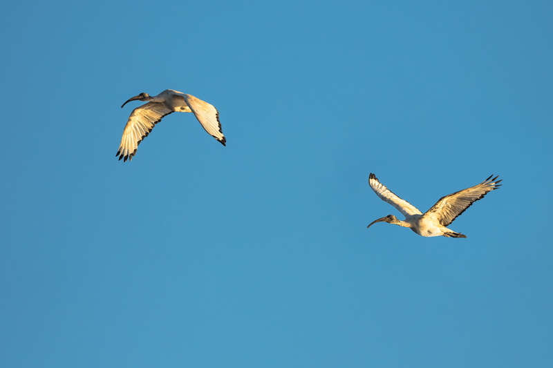 vertebrate, avian, flapping, feathers, animal wildlife, wing, dom, mid-air, blue, animal, animal body part, animals, full length, animals in the wild, nature