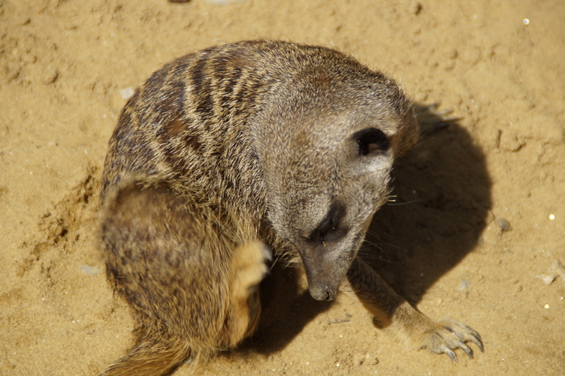 land, mammal, outdoors, sunlight, scratch, animal, dry, sand, vertebrate, furry, group picture, creature, nature, day, animal themes, animal world, animal wildlife