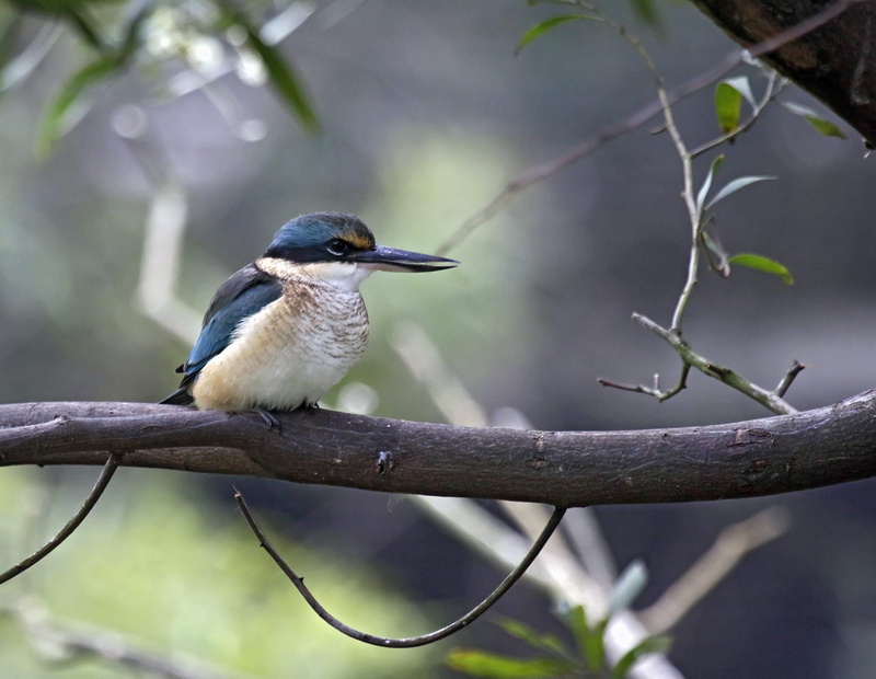 sacred, vertebrate, natural, branch, 1080P, selective focus, focus on foreground, kingfisher, bird, animals in the wild, animal wildlife, animal, outdoors