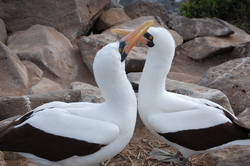 macro, beak, nazca boobie, outdoors, water, rock - object, rocks, outside, animal, entwined, mating ritual, bird, nature, 2K, animal wildlife, two animals