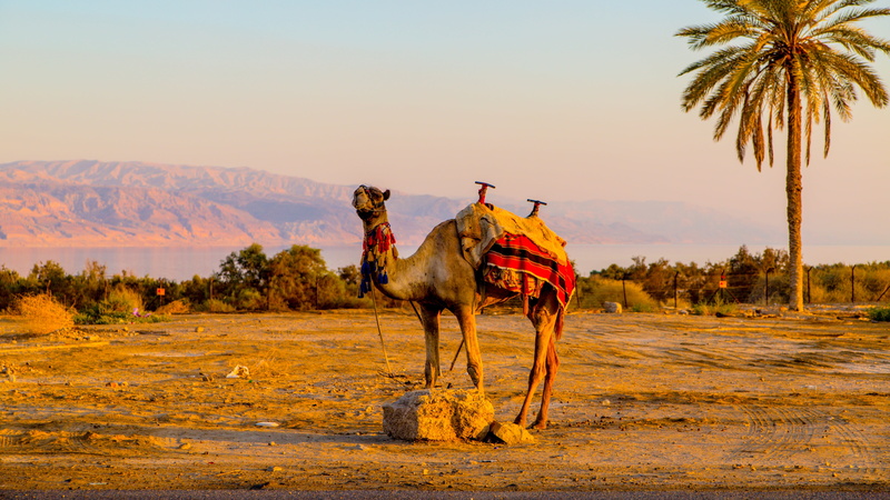 beside, mountain, horse, domestic, near, animal, palm tree, grass, across, camel, brown, landscape, coconut, vertebrate, working animal, tropical climate