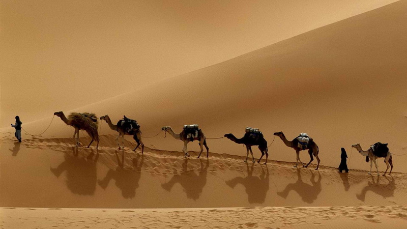 working animal, climate, desert, pets, nature, land, riding, domestic, outdoors, camel, landscape, Libya, arid climate, 1080P, scenics - nature, environment