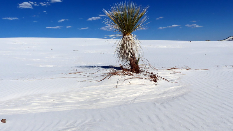 vegetation, dry, day, sunny, hot, snow, blue, cold temperature, white color, tranquility, tranquil scene, field, desert sands, dunes, nature, sky, scenics - nature