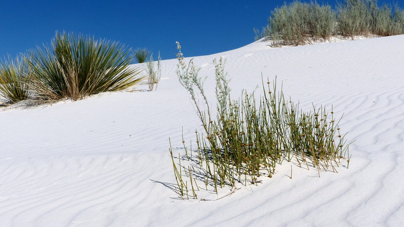 cold temperature, white, sand dune, hot, tranquility, nature, no people, drought, usa, winter, sky, 4K, land, pine woodland, landscape, marram grass, white color