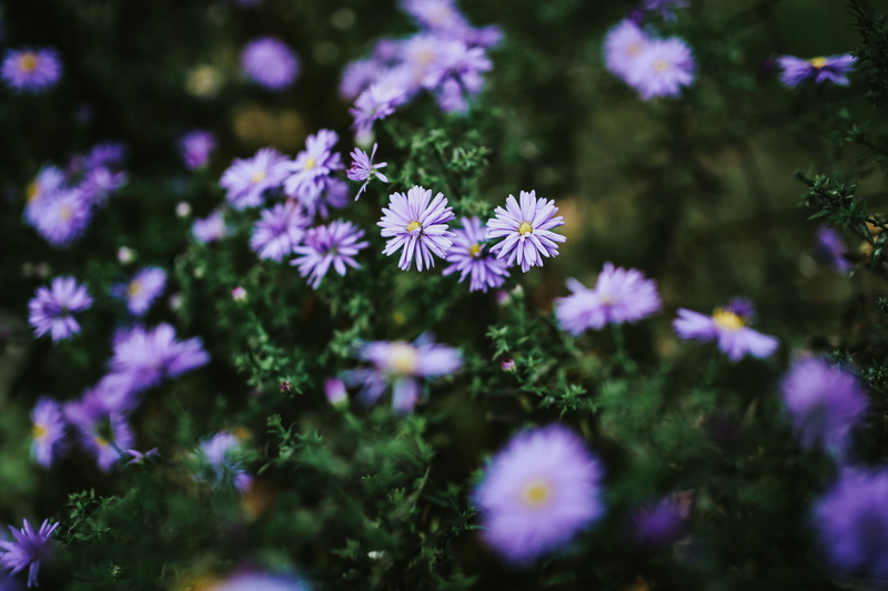flowering plant, plant, land, ups, nature, 5K, Purple, flower Head, growth, inflorescence, no people, meadow, pink Color, day, fragility, close-ups, vulnerability