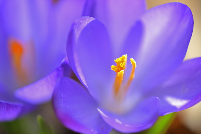 Color, nature, crocus, close, plant, beauty In Nature, petal, flower, flower Head, petaled, freshness, photo, 4K, close-up, flowers, purple, water Lily