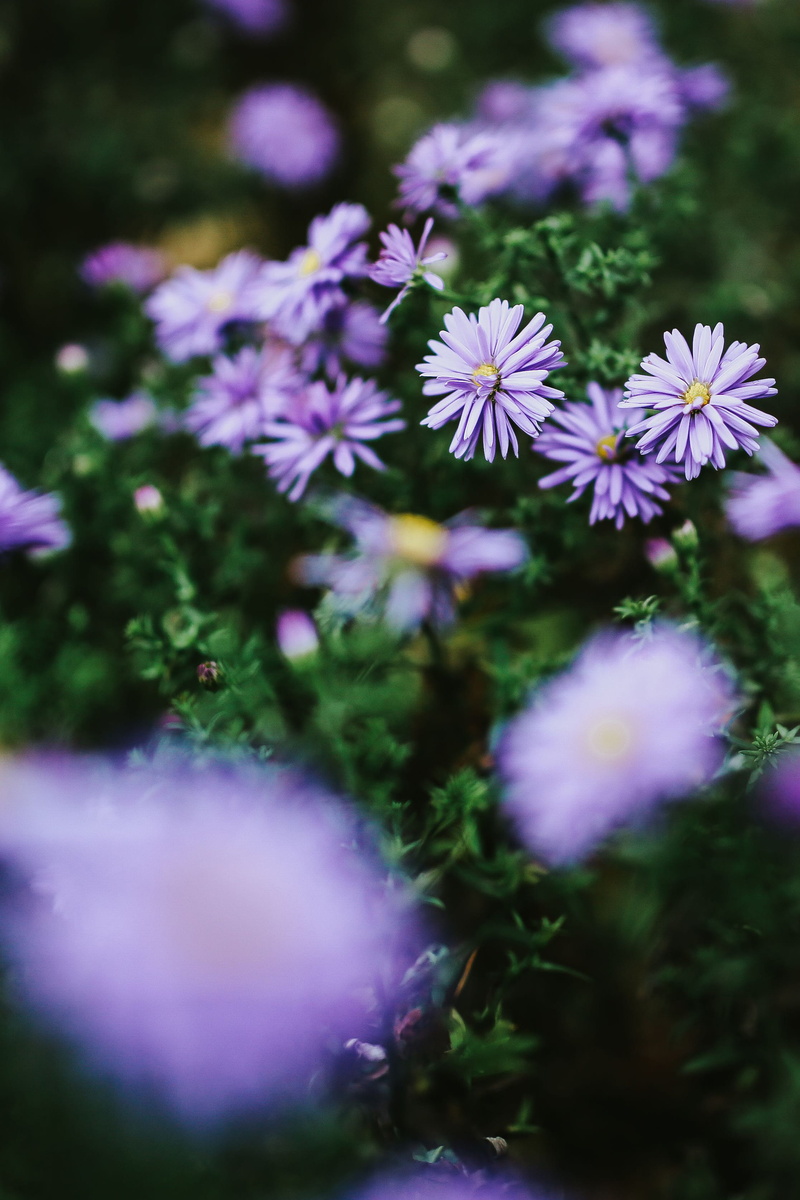 selective focus, day, inflorescence, Purple, summer, field, flowering plant, fragility, ups, land, no People, growth, flower, outdoors, 2K, flowers, green Color