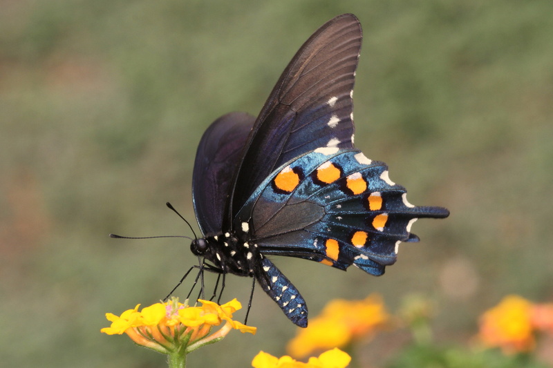close-up, swallowtail, multi Colored, butterfly - Insect, Spicebush, nature, beauty In Nature, perching, 4K, animal Wing, yellow, Pipevine Swallowtail