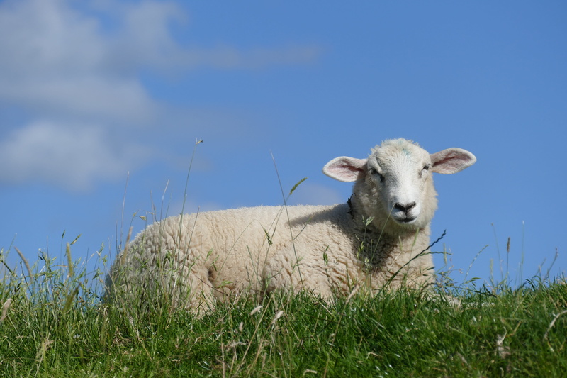 interference, herbivorous, plant, blue, animal head, vertebrate, sky, schleswig holstein, looking at camera, sunshine, pets, dike, nature, lamb, sheep