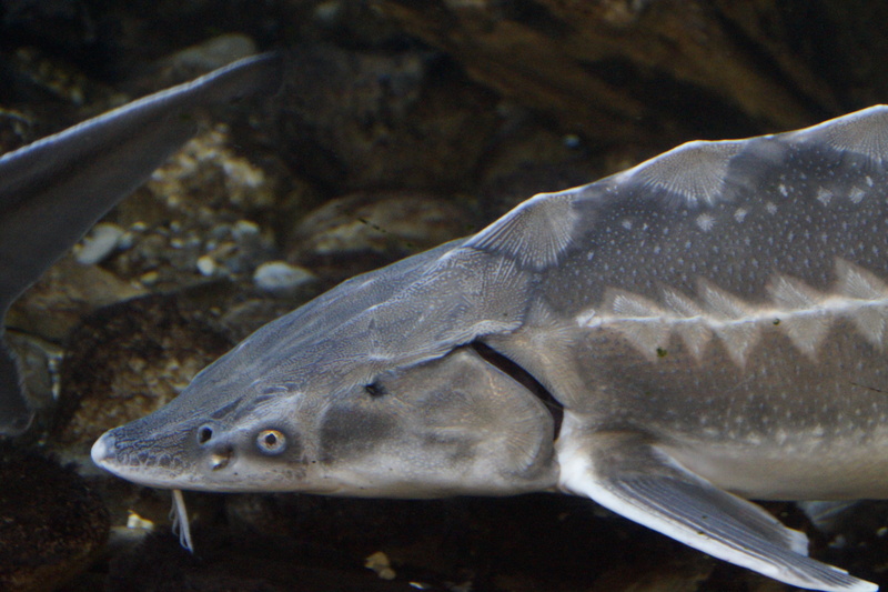 swim, animal themes, animal wildlife, marine, vertebrate, swimming, river, water, sea, close-up, one animal, fish, head, underwater, animal, sea life, animal body part