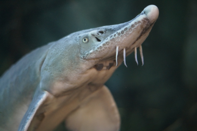 one animal, animal teeth, animal eye, below, interference, nature, underwater, animal themes, from the bottom, freshwater fish, aquarium, profile view