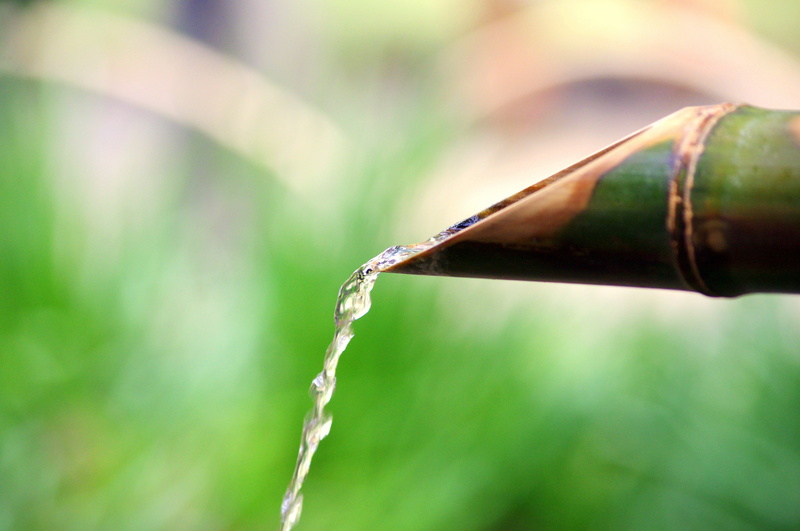 wet, red, japan house, green color, green, beauty in nature, plant part, blade of grass, 4K, day, selective, nature, japan, selective focus, photography