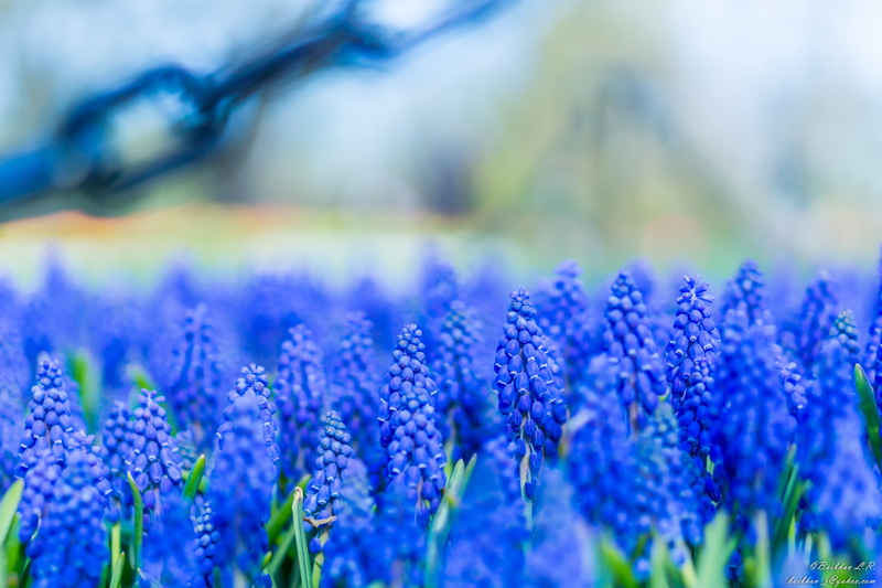 outdoors, beauty In Nature, 5K, depthoffield, close-up, NY, plant, lavenders, spring, purple, Upstate, day, shallow focus, provence-Alpes-Cote dAzur, Grape