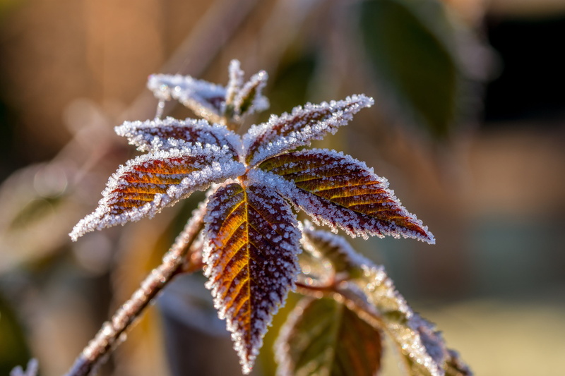 focus, leaf, plant, 2K, photo, hoarfrost, icy, tree, cold temperature, frost, wintry, nature, crystals, eiskristalle, outdoors, shrubs, no people, close-up