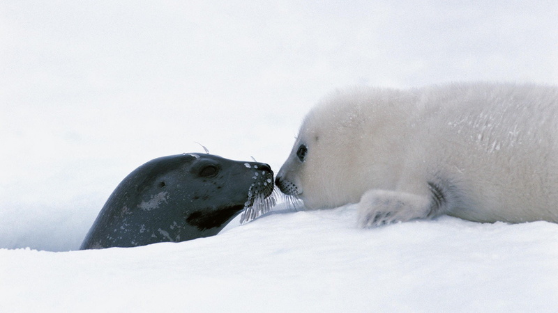 animal themes, relaxation, resting, animals, group of animals, animal family, two animals, young animal, Mother, mammal, seal - animal, outdoors, white