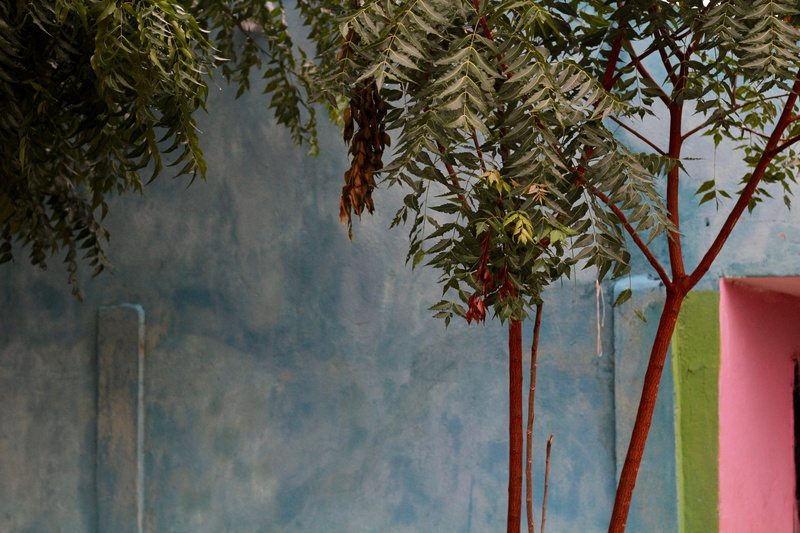 painting, branch, handrail, plant part, palm tree, plant, tree trunk, abies, outdoors, built structure, conifer, wall - building feature, red, green, tree