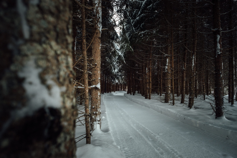 hidden, around the corner, trees, land, snowing, fir, direction, around the bend, cold, plant, scenery, cold temperature, 5K, bare tree, woodland, covering