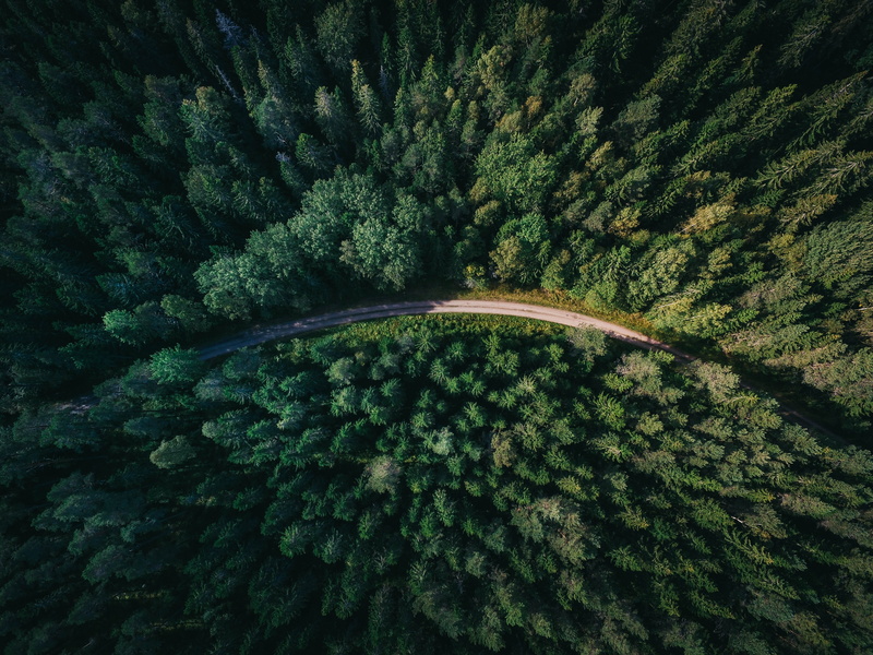 green, 4K, tree, aerial, concrete road, day, green Color, bird, nature, green pine, land, pine tree, non-urban scene, tranquil scene, lush foliage, high angle view