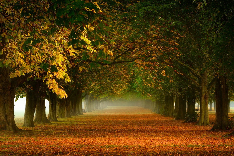 morning, fall, trees, landscape, path, leaves, 1080P, mist, tunnel, nature