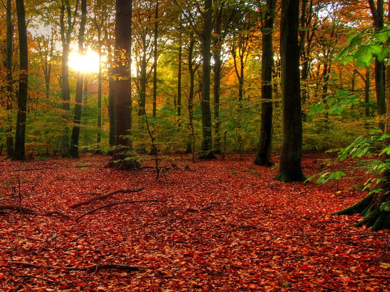 forest, autumn, 1080P, backlight, 3d and abstract, landscape, nature