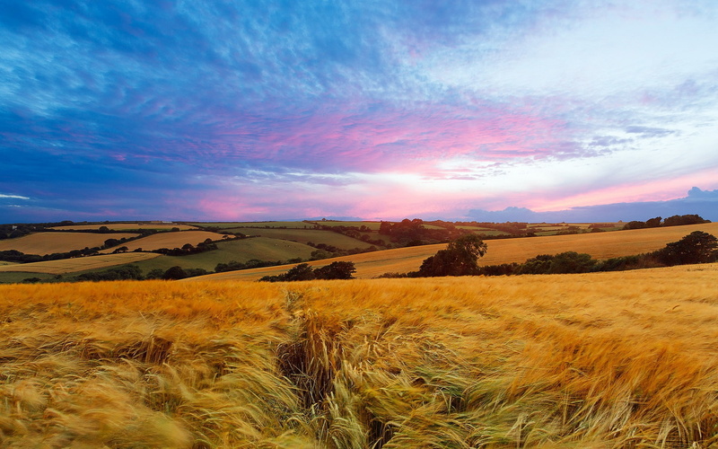Fields, Landscape, Summer, Sky, Nature, 1080P