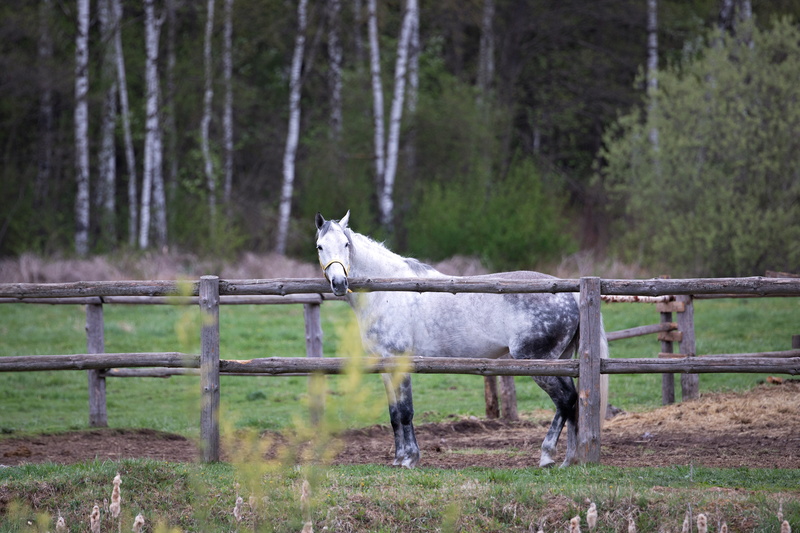 5K, no people, animal wildlife, grass, mammal, andalusian horse, boundary, paddock, livestock, spring, animal, ranch, plant, pets, minsk, pasture, vertebrate