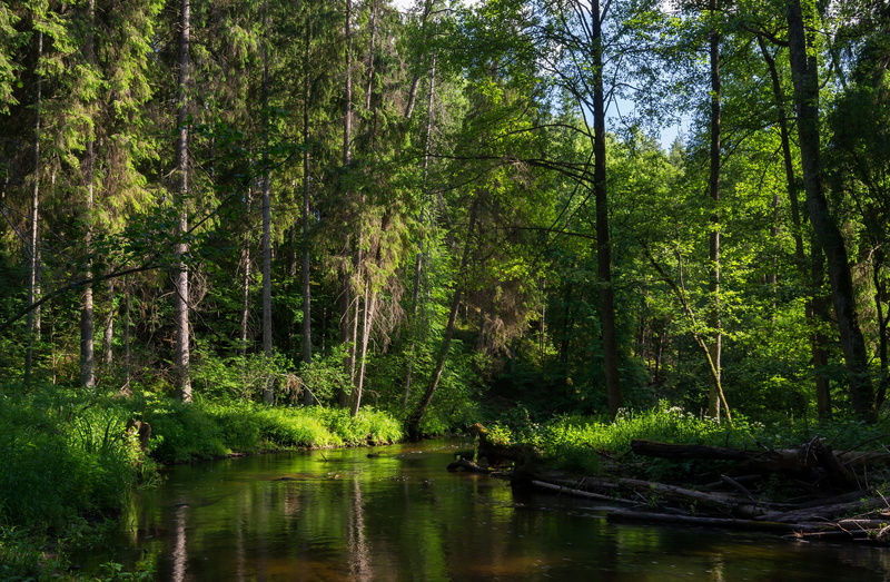 2K, forests, rivers, belarus, nature