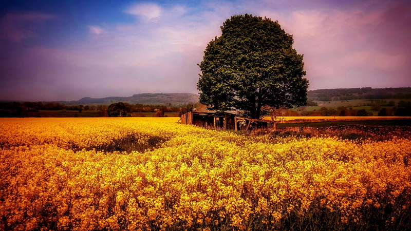no people, land, outdoors, crop, sky, belarus, landscape, tranquil scene, field, beauty in nature, nature, yellow, tranquility, cloud - sky, agriculture