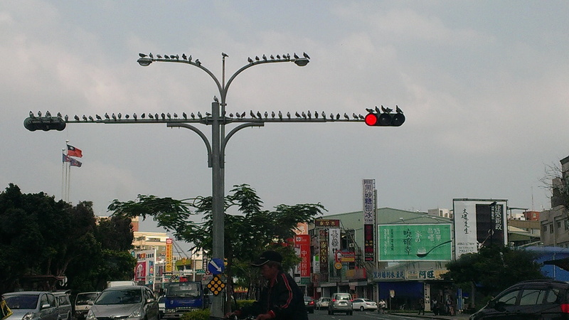 day, tree, city, taiwan, road signal, 1080P, built structure, skyscraper, motor vehicle, red light, city life, street, sign, building exterior, office building exterior