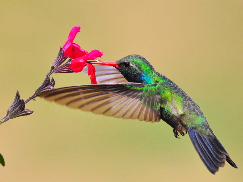 Red, Hummingbird, 1080P, Nectar, Flower