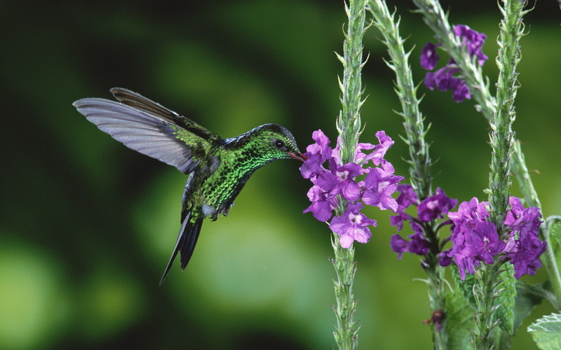 Hummingbird, 1080P, Nectar