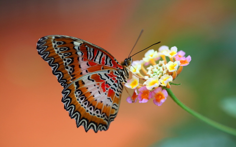 1080P, Suck, painted, Nectar, Butterfly, Red, lady