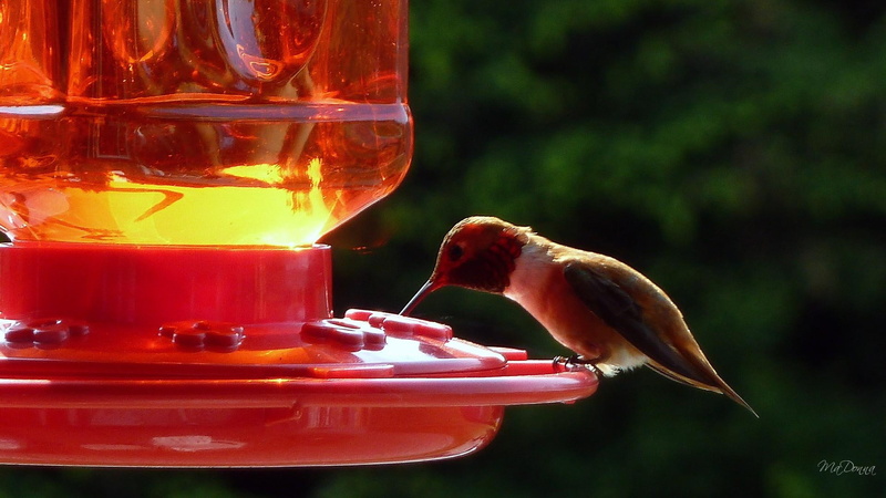 spring, brown, hummingbird, nectar, sugar, summers, animals, white, trees, sweet, summer, bird, 1080P, shine, green