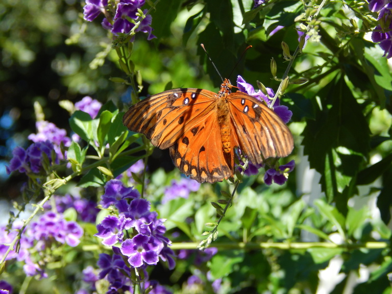 nectaring, butterfly, fritillary, 4K, gulf-fritillary-nectaring, gulf, beautiful, light