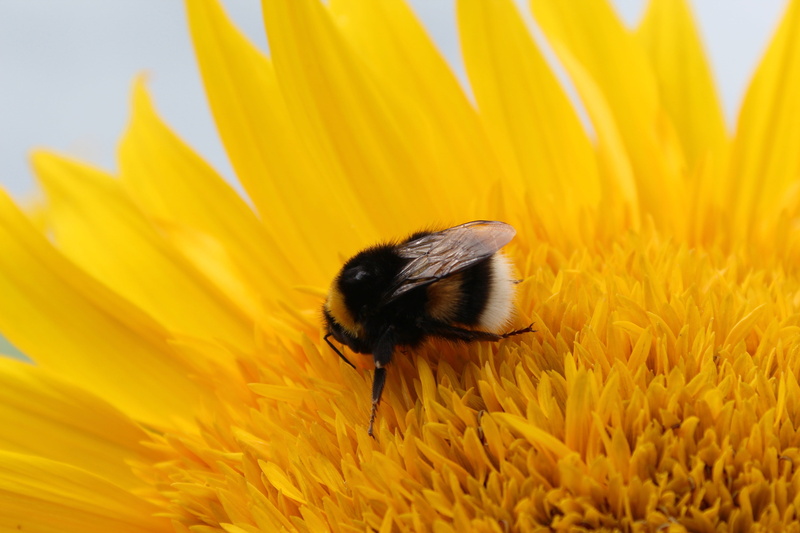 blossom, animal wildlife, yellow, bumblebee, vulnerability, petal, macro, 4K, growth, hummel, animals in the wild, invertebrate, pollen, plant, outdoors
