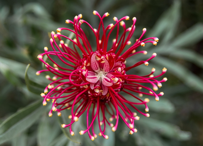 pollen, focus on foreground, inflorescence, growth, nectar, day, red, delicate, vulnerability, beauty in nature, outdoors, shrub, plant, purple, white