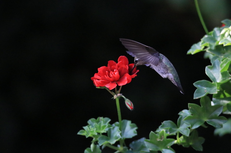 flowering plant, wildlife, summer, 1080P, petal, one animal, animal, flying, wing, growth, feeding, flower, flight, vulnerability, garden, flower head