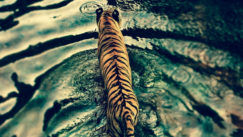1080P, big cats, tree, animal themes, tiger, trunk, textured, focus on foreground, outdoors, tree trunk, waves, pattern, natural pattern, low angle view
