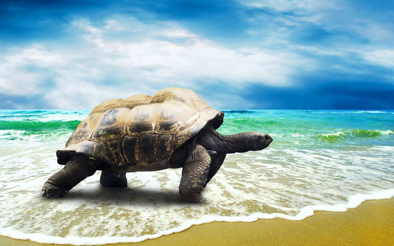 waves, big, sea, ocean, 2K, turtle, exotic