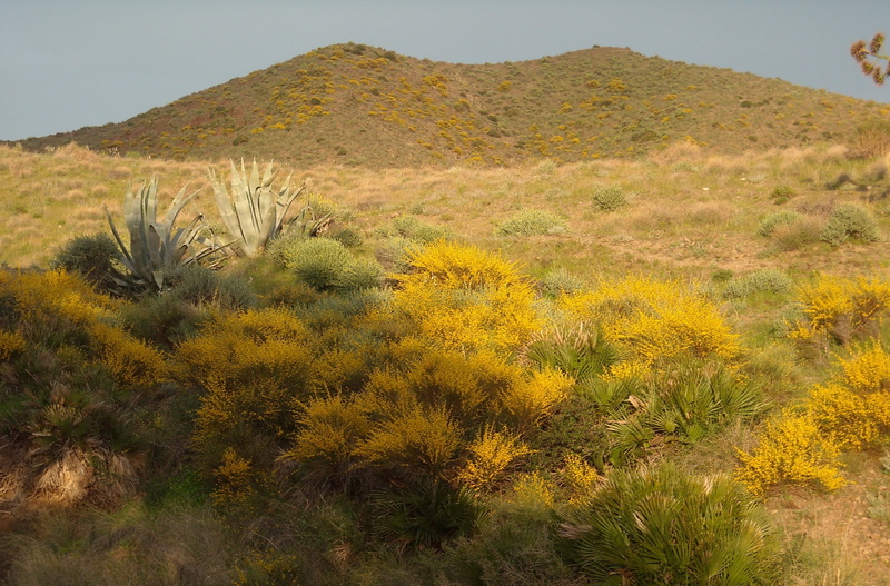 mountain peak, cactus, environment, climate, plant, tranquility, growth, tree, Rest, idyll, semi-arid, sky, scenics - nature, Cabo De Gata, arid climate
