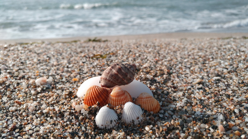 surface level, sand, stones, animal, no people, tranquility, day, carboneras, animal wildlife, water, cabo de gata, outdoors, sea, foam, shells, beach