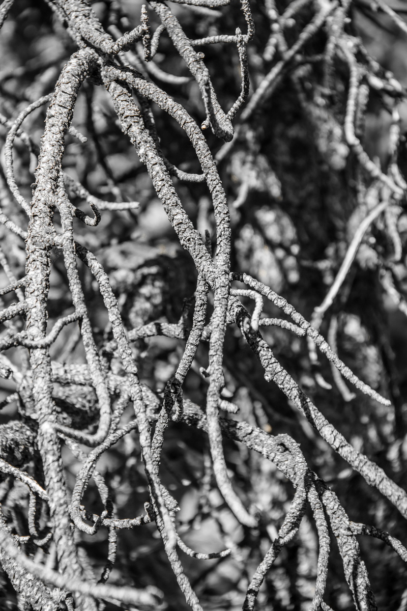 snow, metal, frost, winter, roots, pattern, 5K, close-up, shambhala, full frame, complexity, texture, selective focus, united states, frozen, outdoors