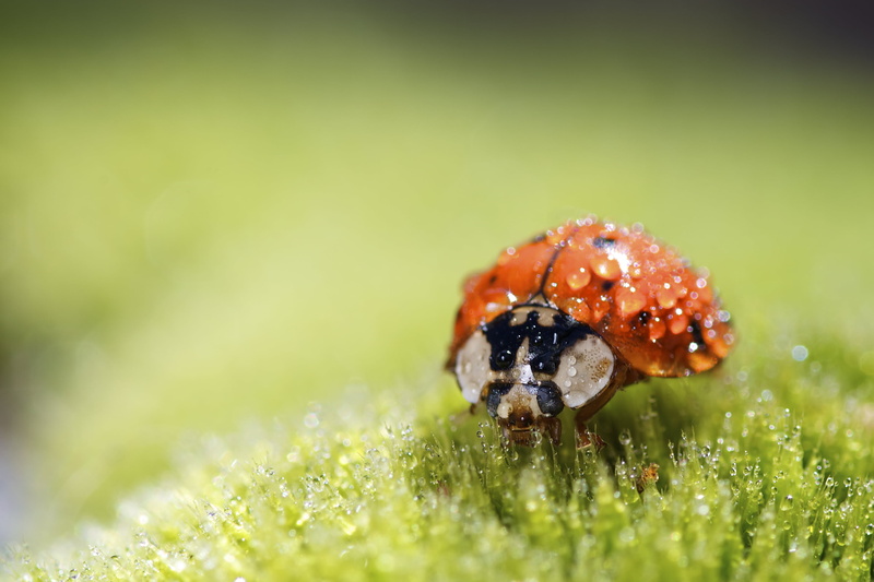 ladybug, F2.8, leaf, wet, plant, smc, bugs, flower, spotted, beauty In Nature, green Color, perched, grazing, PENTAX, nature, 2K, close-up, red, summer