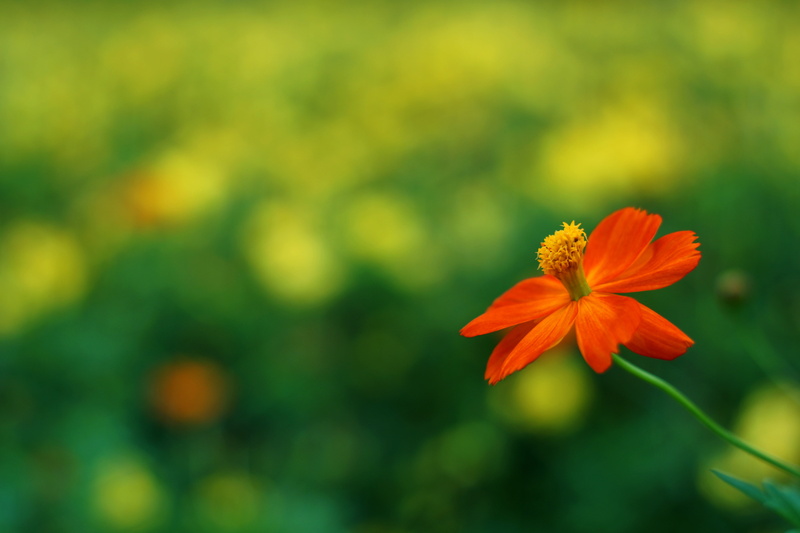 photography, plant, flower, field, Shyness, selective focus, Takumar, green Color, selective, meadow, red, 5K, beauty In Nature, outdoors, nature, daytime