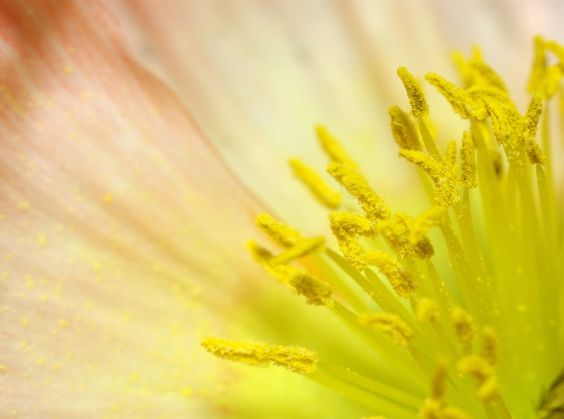vulnerability, Japan, Stamens, 4K, flowering plant, no people, takumar, petal, backgrounds, close-up, growth, Flower, Pentax, pollen, bokeh, Macro, poppy