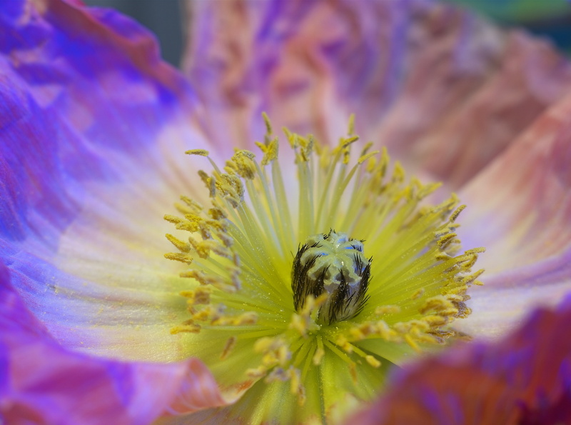 Poppy, freshness, inflorescence, 4K, one animal, close-up, blacklight, bumblebee, purple, Japan, Macro, selective focus, growth, no people, plant, silkypix