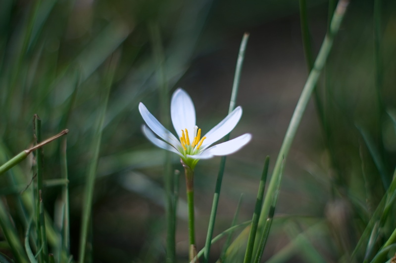 inflorescence, flowering plant, growth, 5K, close-up, nature, white color, old, no people, focus on foreground, freshness, vintage, iris, spring, fragility