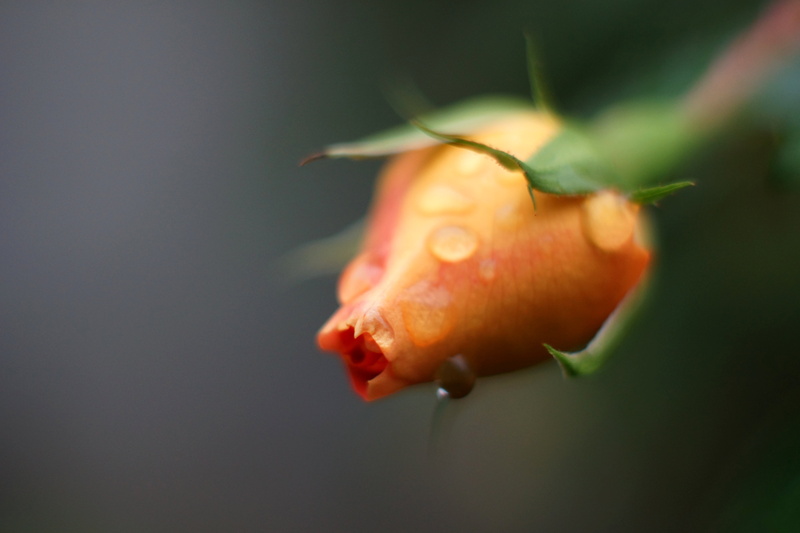 F1.4, shallow, water droplets, rose, shallow focus, close-up, red, droplets, water, photography, Takumar, Super, 5K, focus, nature, orange