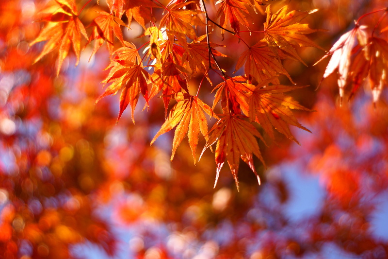 Takumar, M42, Light, photography, orange, selective focus, F1.4, selective, Super, focus, leaf, tree, 5K
