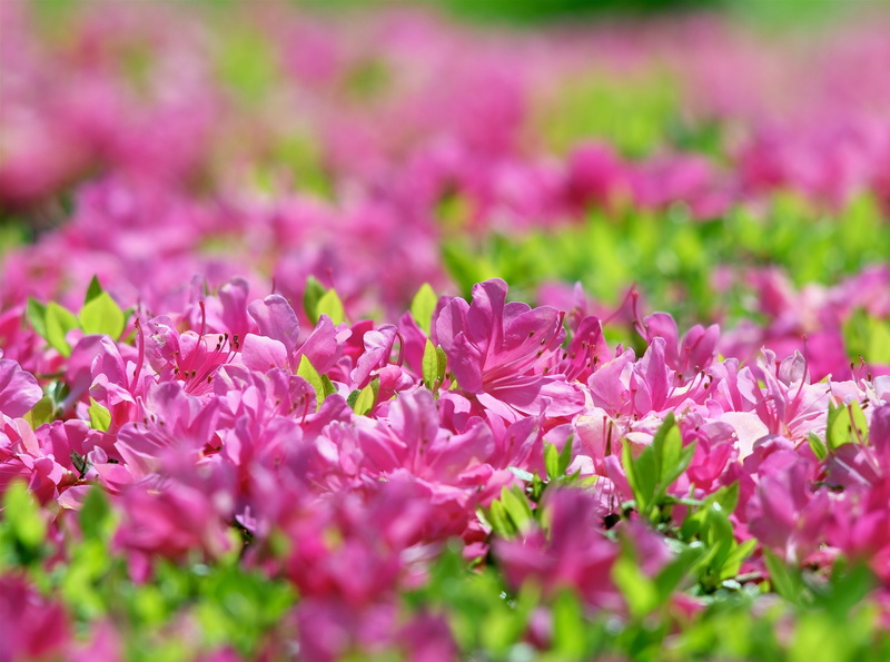 Pentax, backgrounds, bokeh, no people, clustered, vulnerability, fragility, asahi, pink, Tokyo, growth, takumar, beauty in nature, freshness, flower head